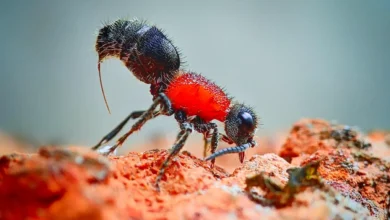 Unraveling the Mysteries of Velvet Ant Venom