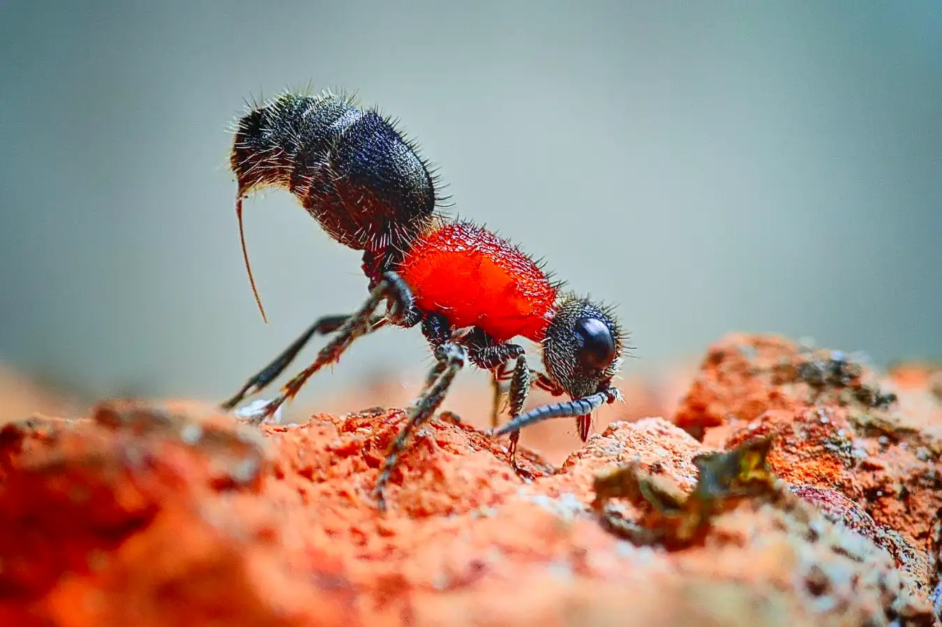 Unraveling the Mysteries of Velvet Ant Venom