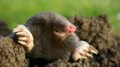 Unraveling the Mystery of the Marsupial Mole