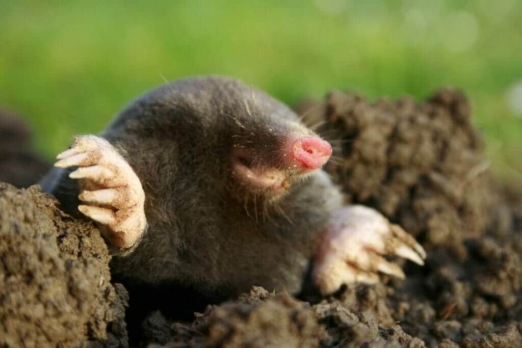 Unraveling the Mystery of the Marsupial Mole