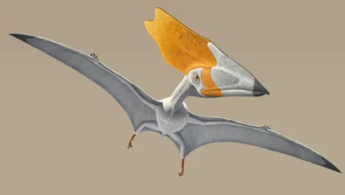 Unraveling the Secrets of Pterosaur Tails