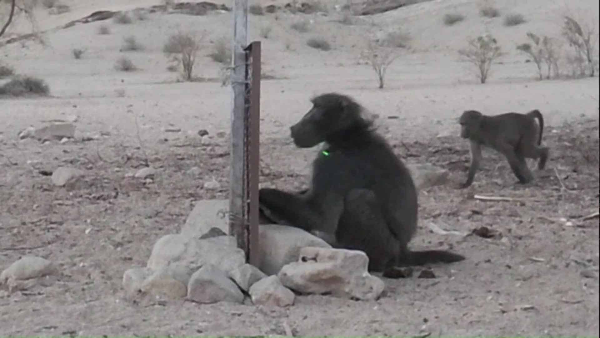 Baboons and Self-Recognition: A Study in Namibia