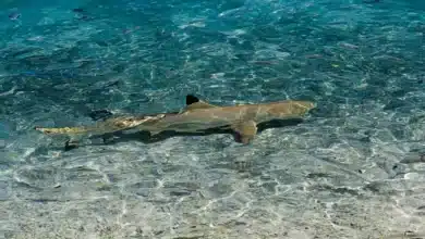 Health Risks for Blacktip Reef Sharks in French Polynesia