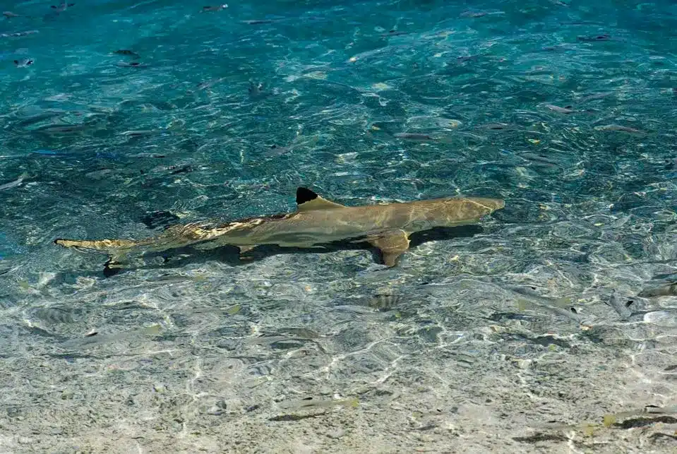 Health Risks for Blacktip Reef Sharks in French Polynesia