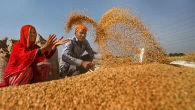 India Implements Wheat Stock Limits to Ensure Price Stability