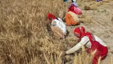 India Urges States to Boost Wheat and Paddy Procurement