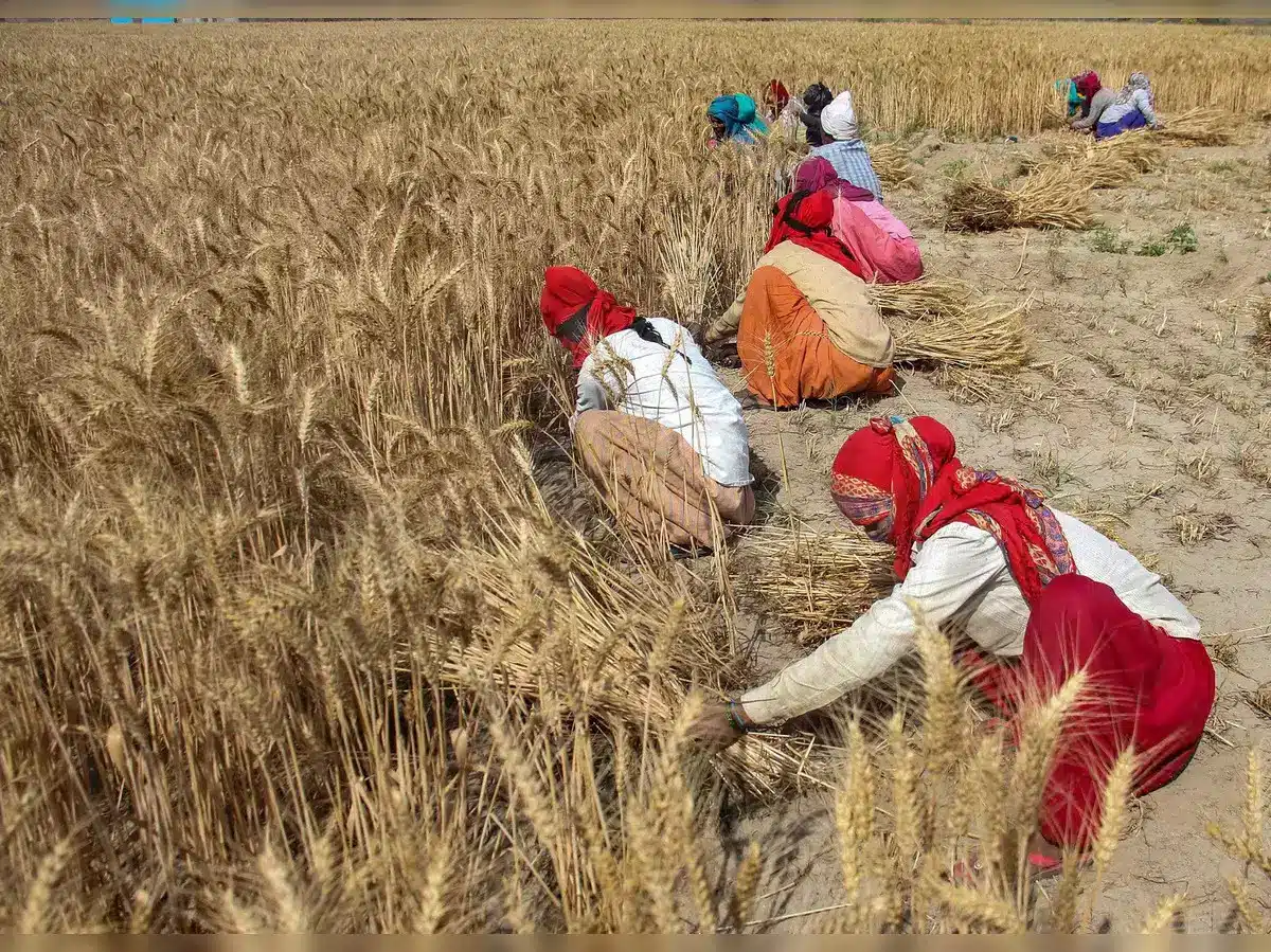 India Urges States to Boost Wheat and Paddy Procurement