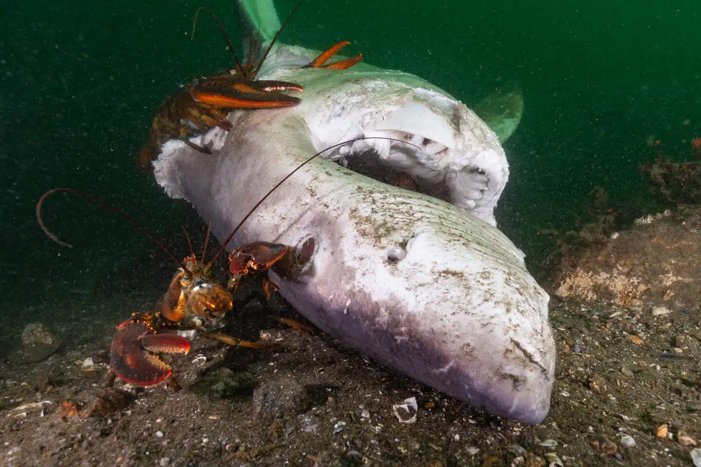 Mysterious Deaths of Great White Sharks