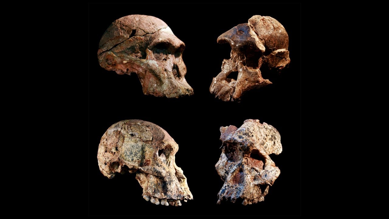 New Hominin Species Discovered in South Africa