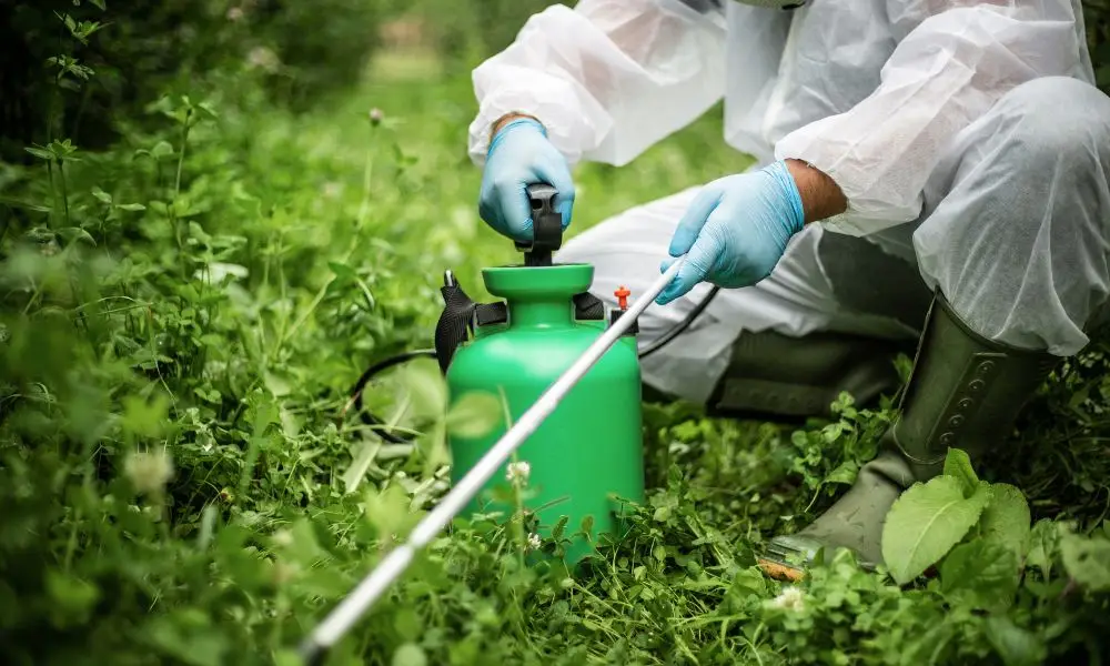 Strengthening Food Safety: Pesticide Monitoring in India