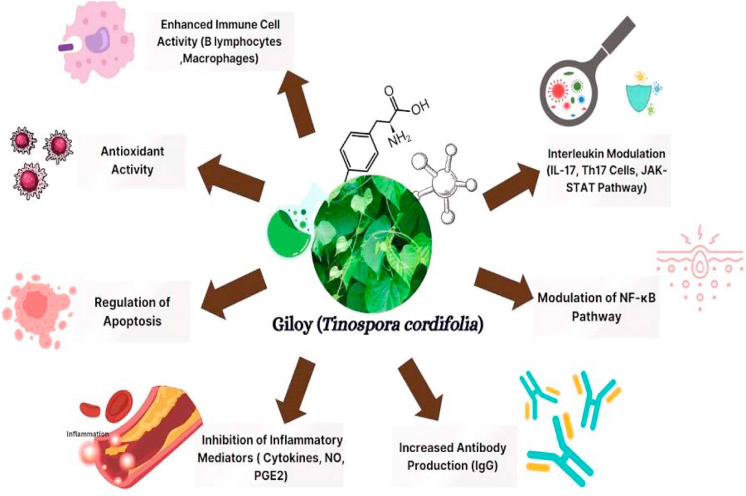 Surge in Giloy Research Highlights Herbal Potential