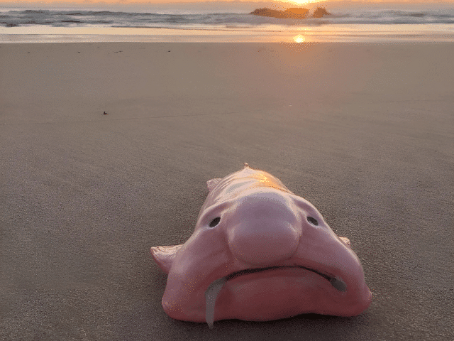 Blobfish Triumphs as Fish of the Year