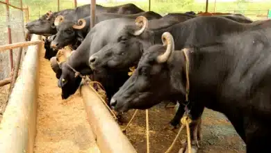 Boosting Dairy Production in Maharashtra