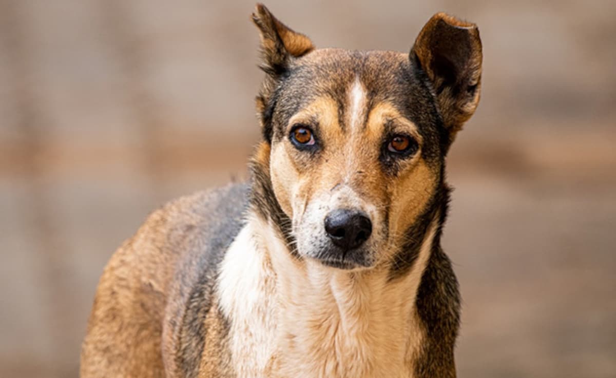 Controversy Erupts Over Feeding Street Dogs in Delhi