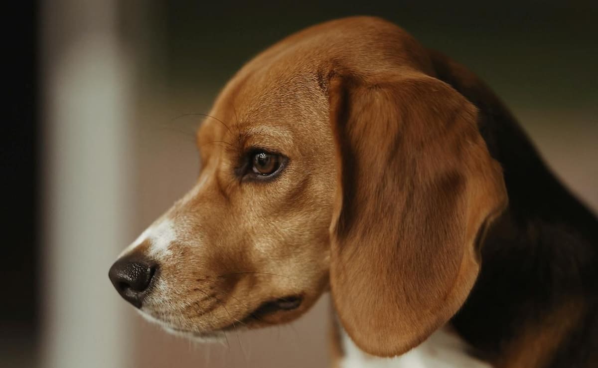 New Study Reveals Misunderstandings in Human-Dog Emotions