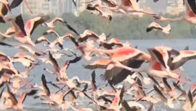 Flamingo Migration Sparks Conservation Efforts in Mumbai