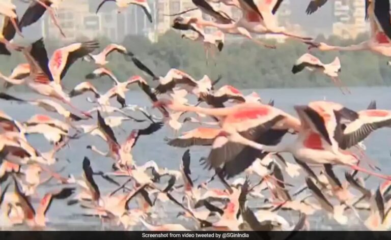 Flamingo Migration Sparks Conservation Efforts In Mumbai Observer Voice flamingo-migration-sparks-conservation-efforts-in-mumbai-observer-voice