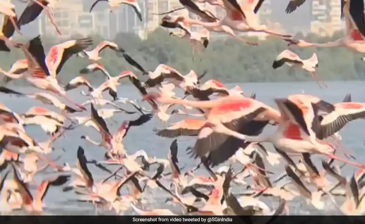 Flamingo Migration Sparks Conservation Efforts in Mumbai