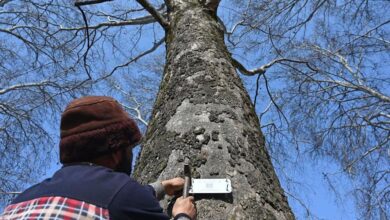 Outrage Over Chopped Chinar Trees in Kashmir