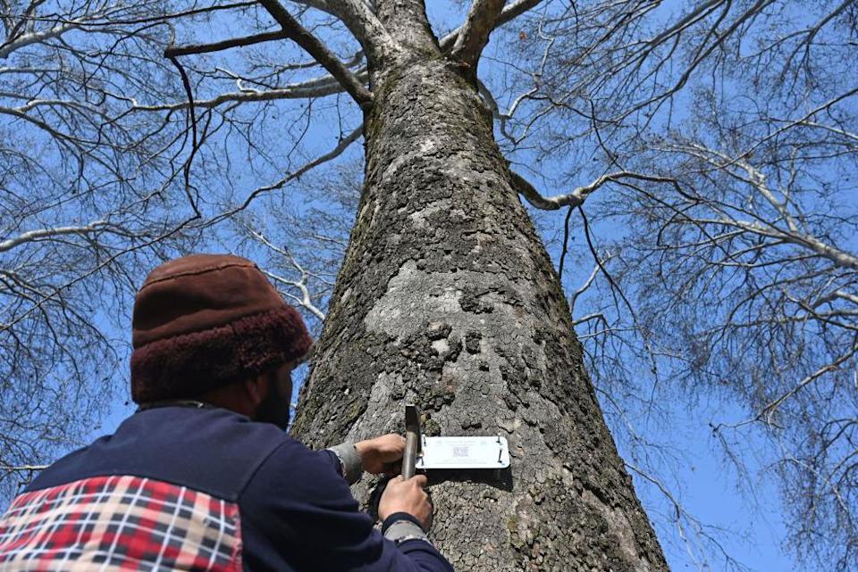 Outrage Over Chopped Chinar Trees in Kashmir