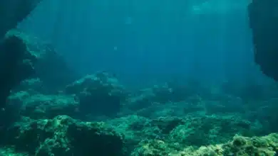 Rare Radioactive Element Found in Ocean Sediments