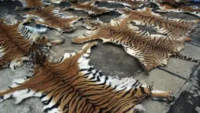 Bargaining with a Tiger for Its Skin: China's Stark Business Dilemma