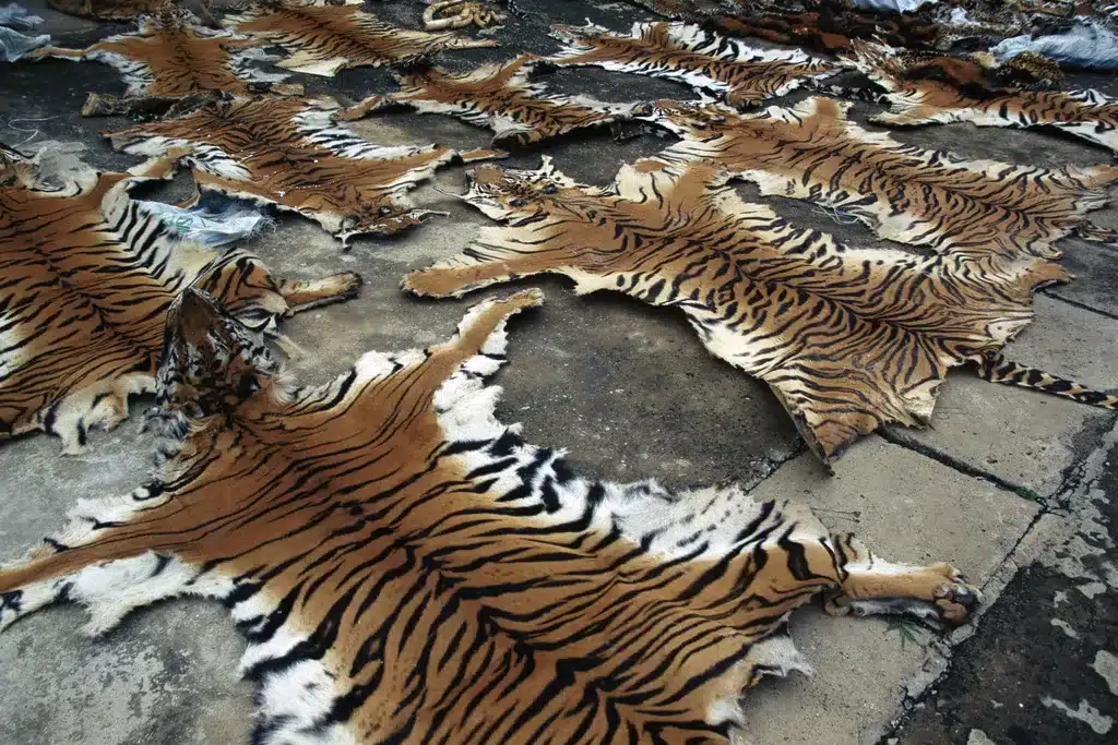 Bargaining with a Tiger for Its Skin: China's Stark Business Dilemma