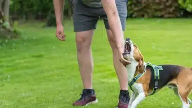 Failure to Walk Your Dog: The Unexpected Legal Consequences You Might Face