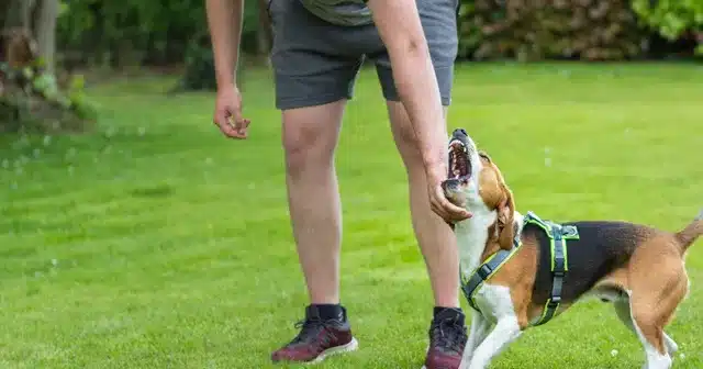 Failure to Walk Your Dog: The Unexpected Legal Consequences You Might Face