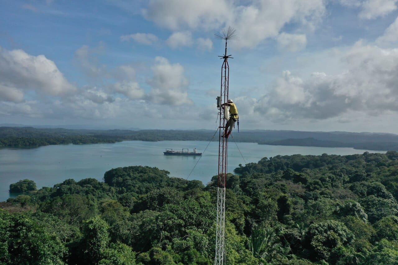 Lightning Strikes: A Boon for Tonka Bean Trees