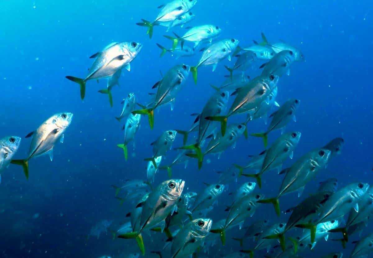 Marine Biodiversity Treaty Preparatory Commission Advances Discussions