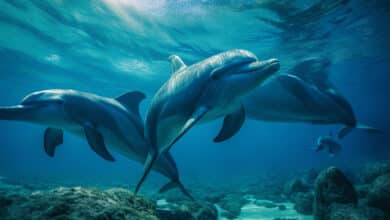 Marine Biodiversity Treaty Preparatory Commission Concludes