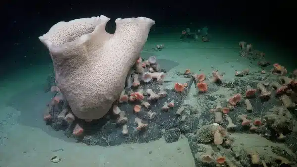 New Marine Species Discovered in Antarctic Expedition