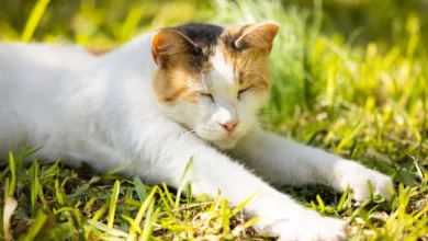New Studies Reveal Domestic Cats' Ancient Origins