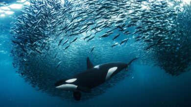 Preparatory Commission Established for Ocean Biodiversity Treaty