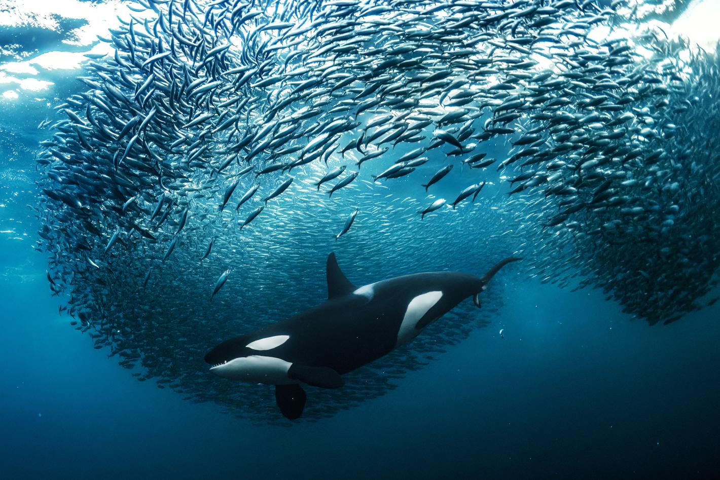 Preparatory Commission Established for Ocean Biodiversity Treaty