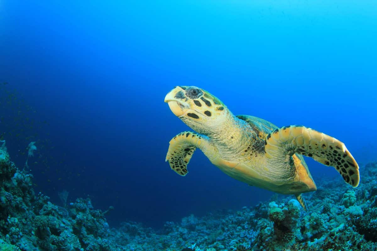 Urgent Steps Taken for Maritime Biodiversity Treaty