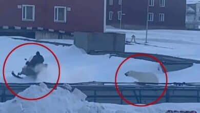 Watch a Brave Soul Outrun a Polar Bear in a Heart-Pounding Chase!
