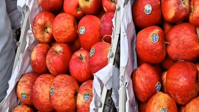 Alwar Fruit Traders Reject Turkish Apples, Sending a Strong Message