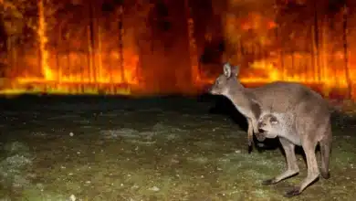 Australia's Most Dangerous Creatures: Unlikely Heroes in Life-Saving Innovations