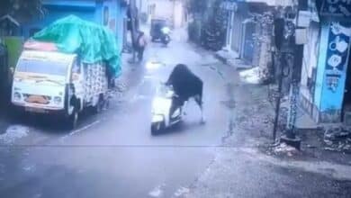 Bull Goes for a Joyride on a Scooter in Rishikesh, Leaving the Internet in Stitches!