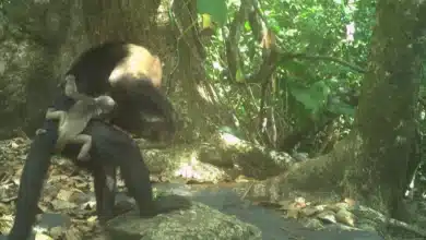 Capuchin Monkeys Capture Baby Howler Monkeys in Panama