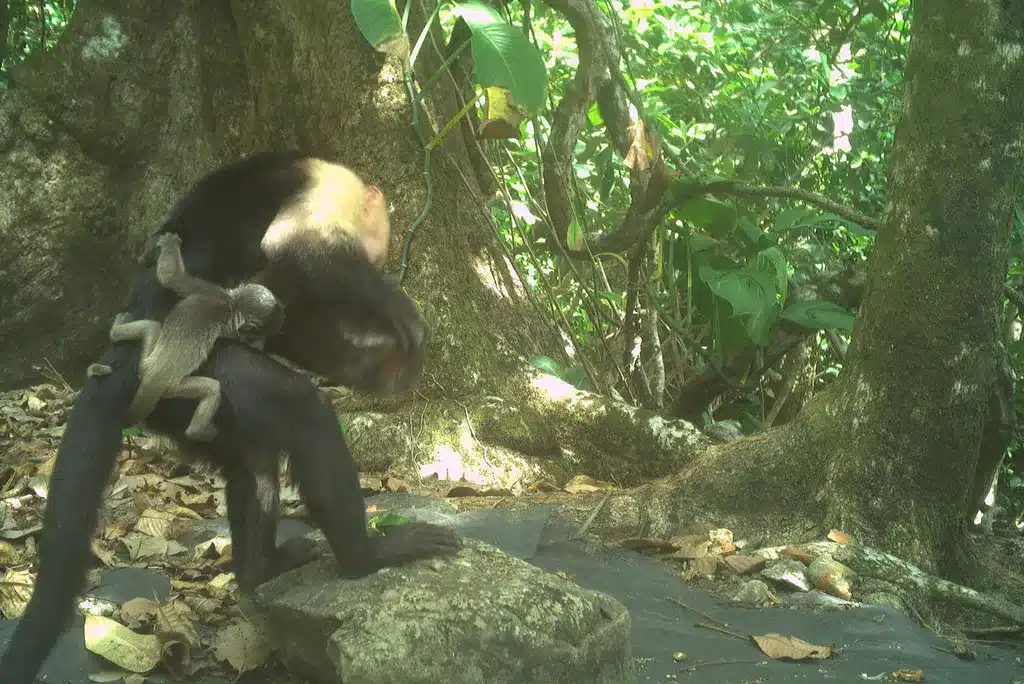 Capuchin Monkeys Capture Baby Howler Monkeys in Panama