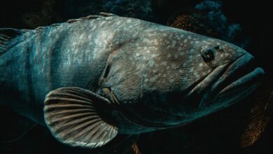 Got Tooth Trouble? Blame It on a 500-Million-Year-Old Mystery!