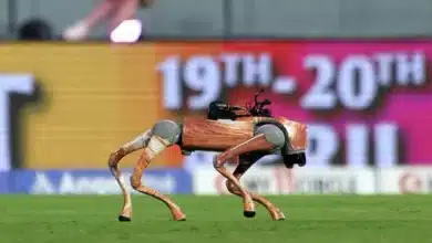 Introducing 'Champak': The Adorable Robot Dog Captivating IPL Fans