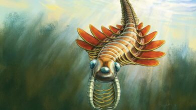 Scientists Uncover Three-Eyed Sea Moth from 500 Million Years Ago