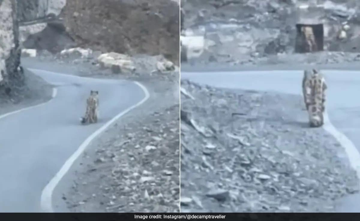 Snow Leopard Takes a Leisurely Stroll Through Spiti Valley, Shocking Travelers!