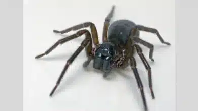 Feather-Legged Lace Weaver Spider Employs Toxic Silk Innovation