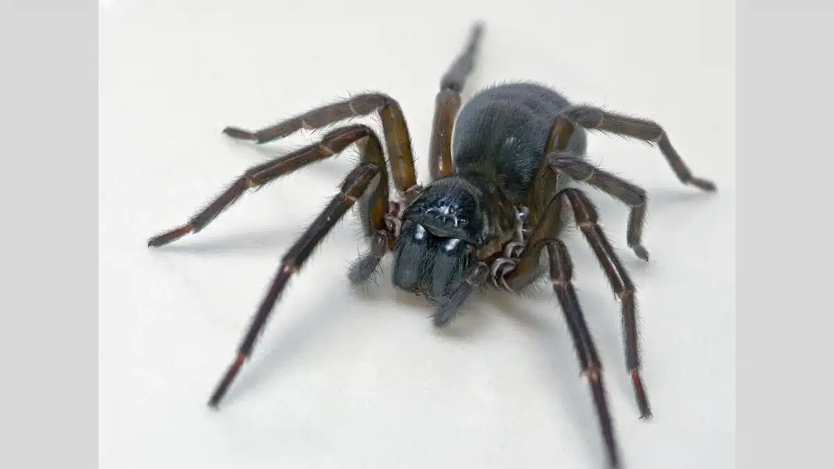 Feather-Legged Lace Weaver Spider Employs Toxic Silk Innovation