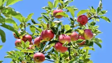 Indian Researchers on a Quest to Discover the Ideal Apple Variety